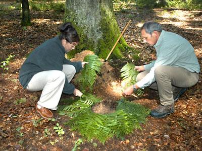 Waldbestattung bei Bestattungen Neumann